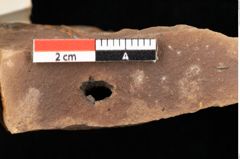 Foto (Detailansicht) von Pinus ciliata Ettingshausen (NHMW-GEO-2024-0188-0316)